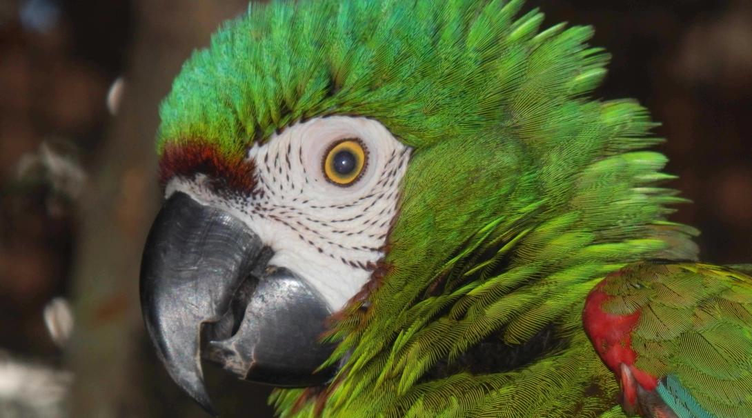 Ayúdanos a proteger la Selva Amazónica peruana. Salva la vida silvestre del Amazonas.